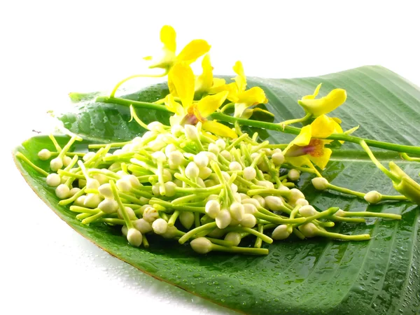 Gardenia blanca y orquídea amarilla en licencia de plátano — Foto de Stock