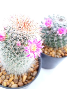 Beyaz arka plan üzerinde izole kap yeşil konut kaktüs