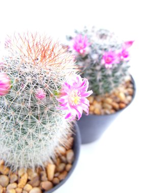 Beyaz arka plan üzerinde izole kap yeşil konut kaktüs