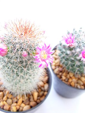 Beyaz arka plan üzerinde izole kap yeşil konut kaktüs