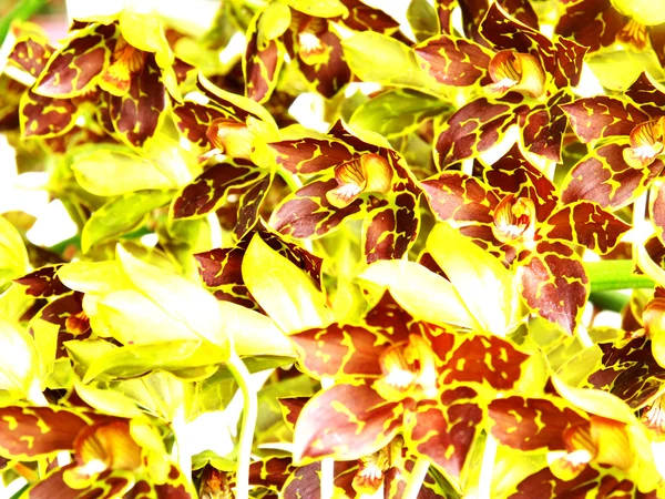 Κίτρινο πράσινο σγουρό dendrobium ορχιδέες σε κοντινό πλάνο — Φωτογραφία Αρχείου