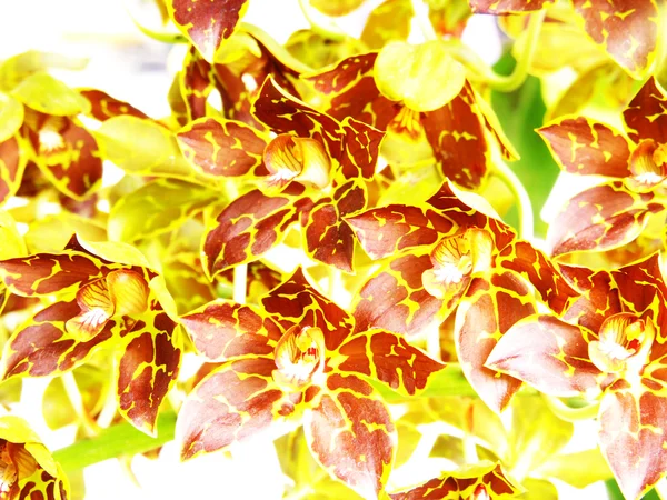 Amarelo verde encaracolado dendrobium orquídeas fechar — Fotografia de Stock
