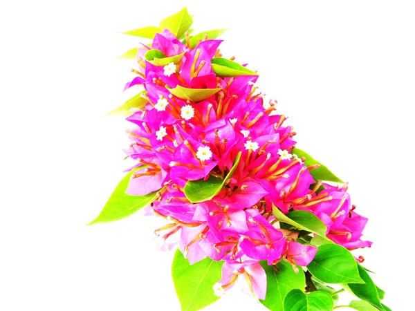 Kwiatów bugenwilli — Zdjęcie stockowe