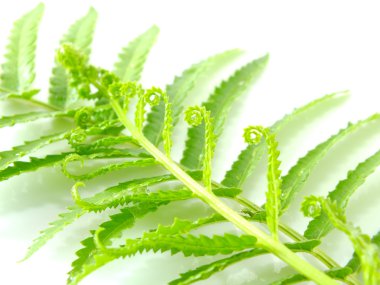 Gül arka plan ile romantik çerçeve çiçek