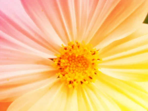 컬러 필터와 아름 다운 꽃 — 스톡 사진