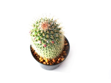 Kaktüs beyaz arkaplanda izole