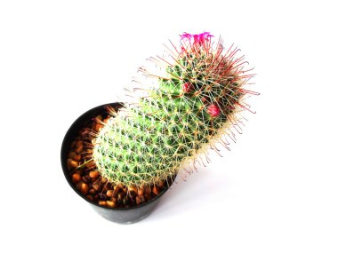 Kaktüs beyaz arkaplanda izole