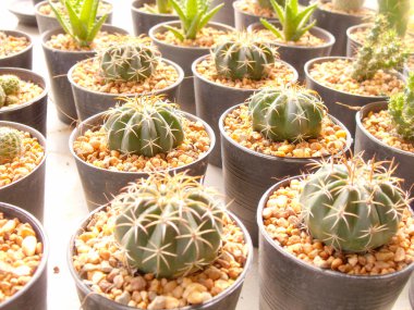 renkli kaktüs çiçek Market