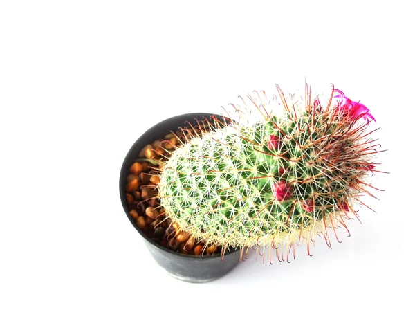 Kaktus izolované na bílém pozadí — Stock fotografie