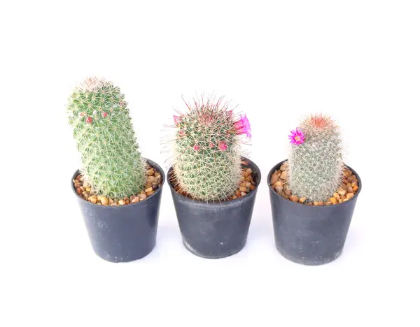 Fehér alapon izolált kaktusz — Stock Fotó