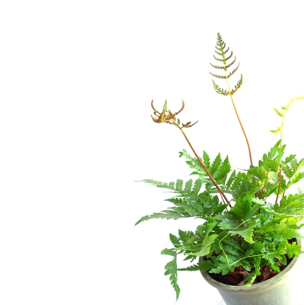 Green fern leaves on white background — Stock Photo, Image