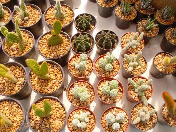 Colorido de cactus en el mercado de flores —  Fotos de Stock