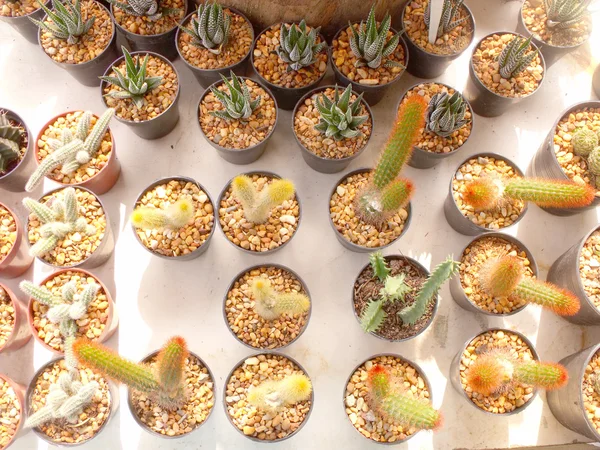 Coloré de cactus au marché aux fleurs — Photo