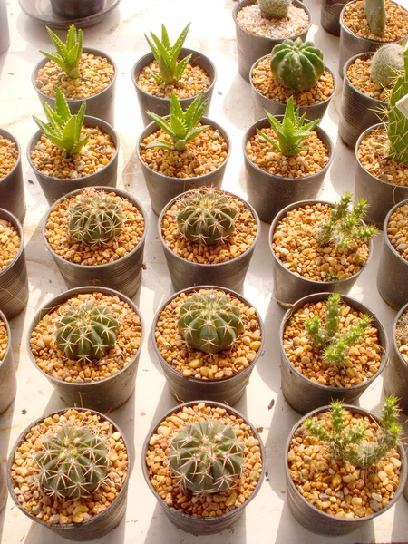 Colorful of cactus at flower market — Stock Photo, Image