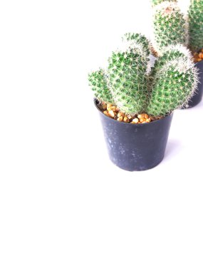 Kaktüs beyaz arkaplanda izole