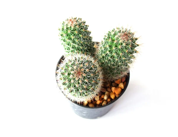 Kaktusy izolowane na białym tle — Zdjęcie stockowe