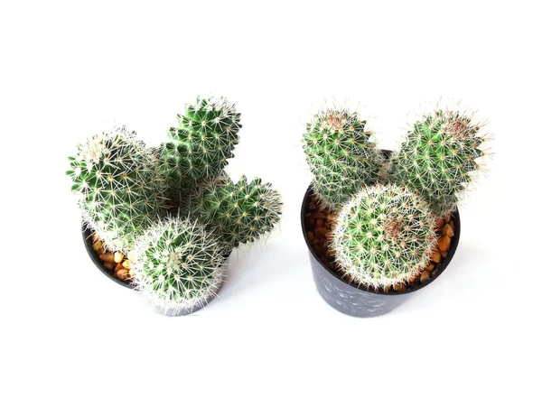 Kaktusy izolowane na białym tle — Zdjęcie stockowe