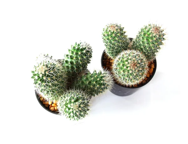 Cactus aislados sobre fondo blanco — Foto de Stock