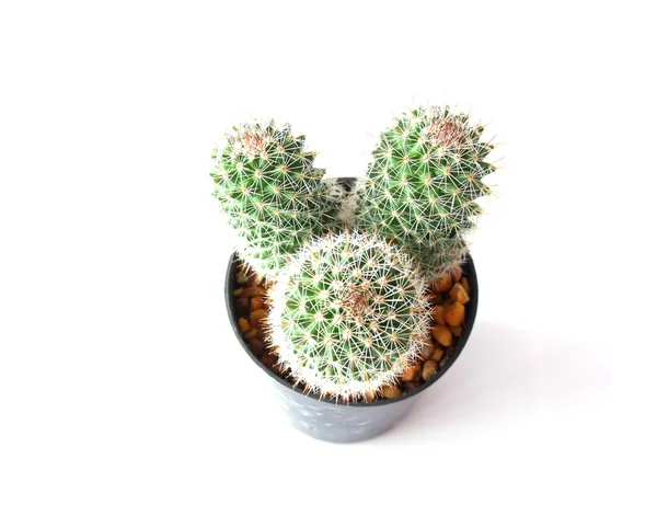 Cactus isolati su sfondo bianco — Foto Stock