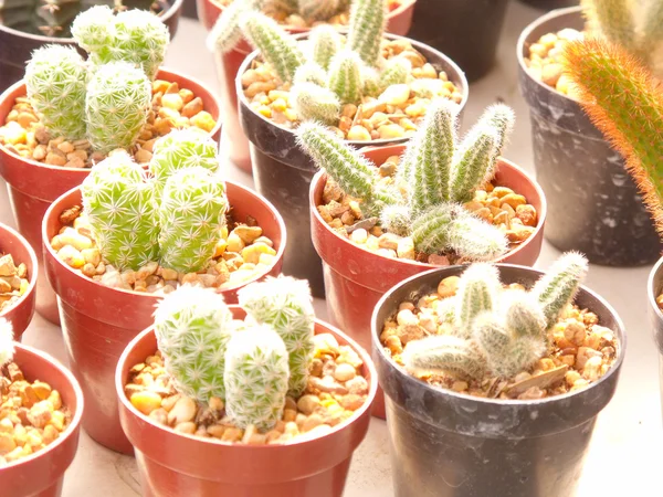 Cesta de cactus luz solar —  Fotos de Stock