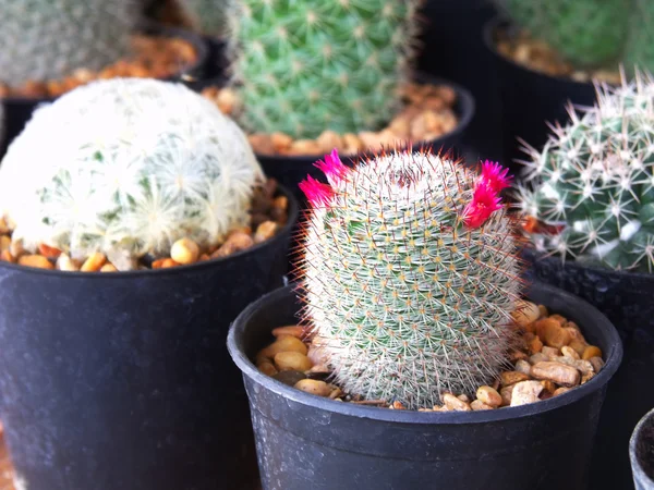 Nombreux panier de cactus au marché aux fleurs — Photo