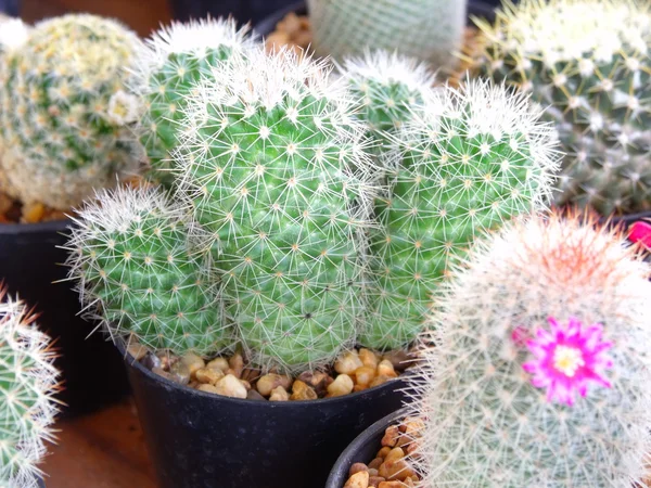 Cactus Many basket of cactus at flower market — Stock Photo, Image