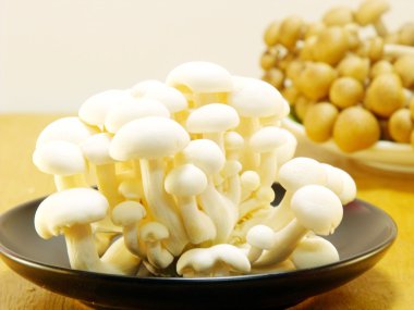 Beyaz arkaplanda mantarlar