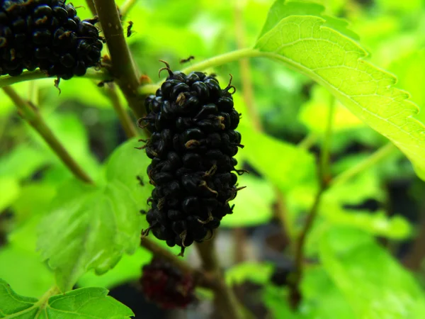 Mulberry odizolowanych Grupa jagody gałązka — Zdjęcie stockowe