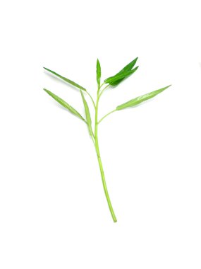 Beyaz arkaplanda izole edilmiş su ıspanağı