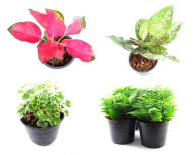 houseplant beyaz arka plan üzerinde izole tencere