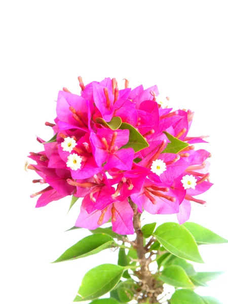 Rosa bougainvillea blommar — Stockfoto