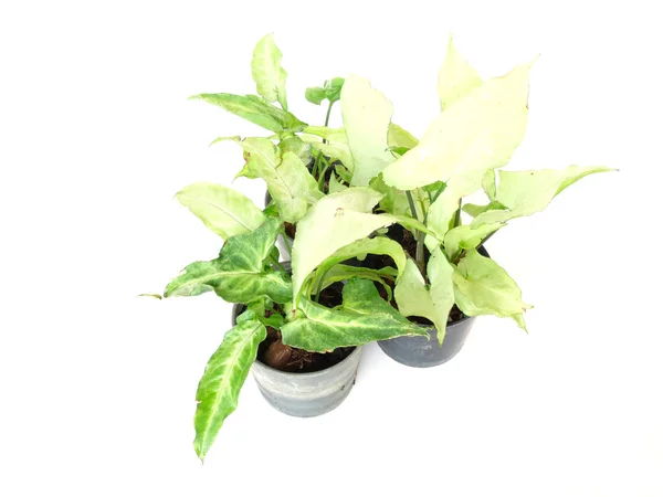 Casa planta vaso planta isolada no fundo branco — Fotografia de Stock