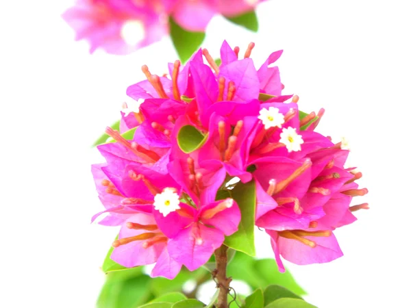 Bougainvillea rosa florece — Foto de Stock