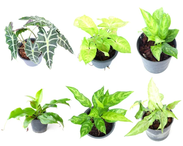 Set dari tanaman rumah dalam pot terisolasi di latar belakang putih — Stok Foto