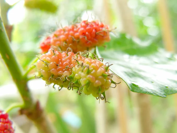 Fruto de baga vermelho na natureza ramo de amoreira — Fotografia de Stock