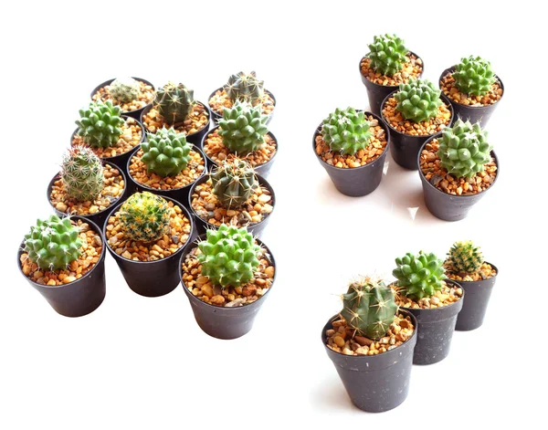 Kolekcja kaktusów w garnku na białym tle — Zdjęcie stockowe