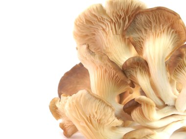 Beyaz arkaplanda mantar