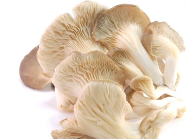 Beyaz arkaplanda mantar