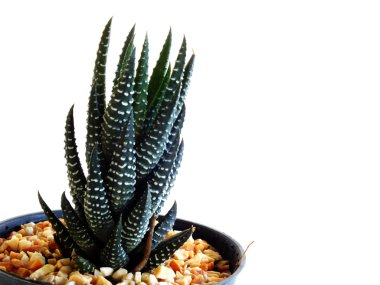 Beyaz arka plan üzerinde izole kaktüs odak