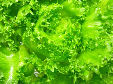 Marul salata parçası doku arka plan