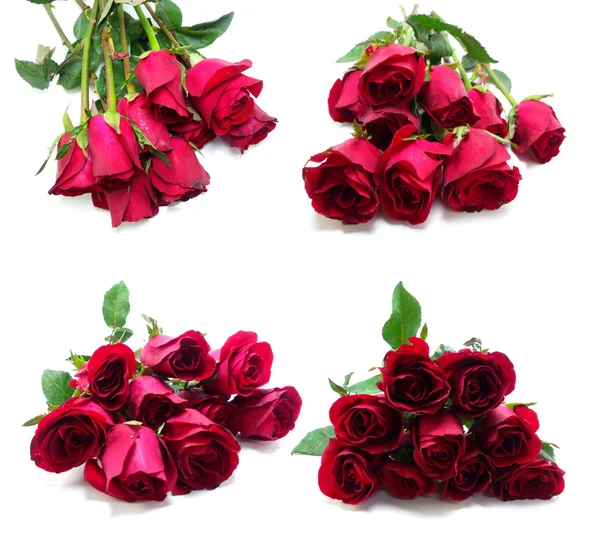 Rosas rojas sobre fondo aislado — Foto de Stock