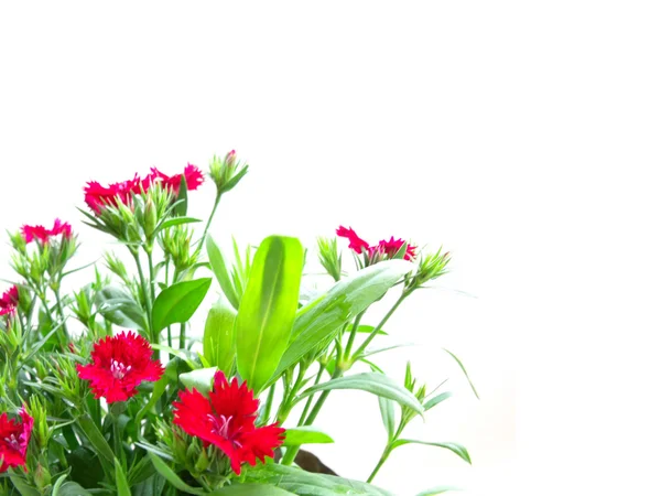 Κόκκινο λουλούδι στον κήπο που απομονώνονται σε λευκό φόντο — Φωτογραφία Αρχείου