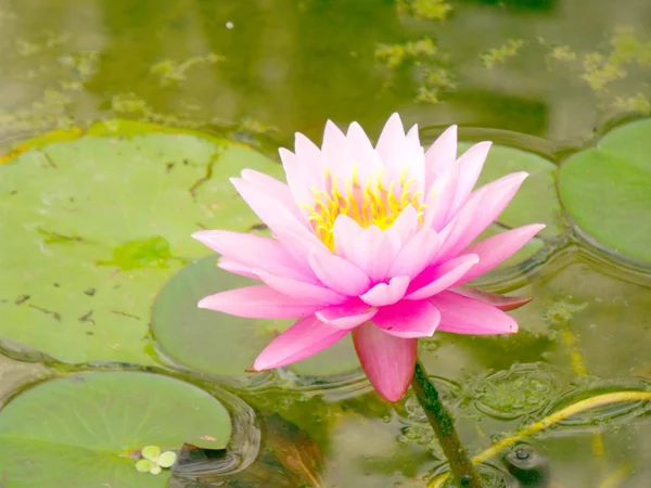 Hermosa flor de loto rosa — Foto de Stock