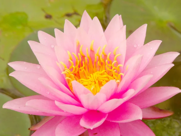 Hermosa flor de loto rosa — Foto de Stock