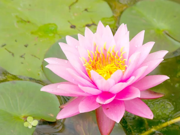 Hermosa flor de loto rosa — Foto de Stock