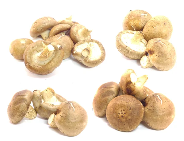 Mushroom on the white background — Stock Photo, Image