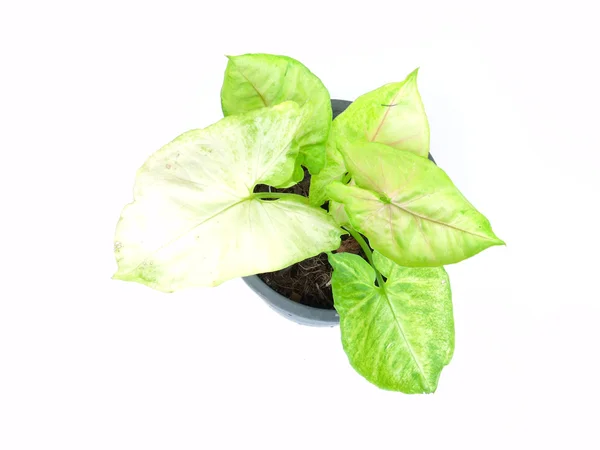Planta de interior en una olla sobre fondo blanco — Foto de Stock