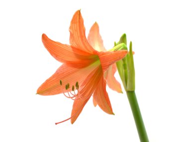 Beyaz arka plan üzerinde parlak kırmızı amaryllis çiçek