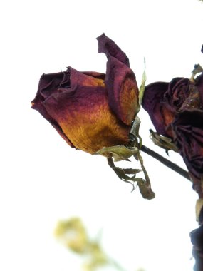 Seçici odak üzerinde beyaz izole ile kuru solmuş gül goncası