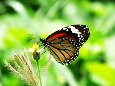 ventral agraulis vanillae kelebek ışık arka plan bakış